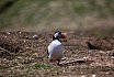 Puffins