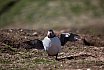 Puffins
