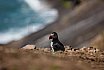 Puffins