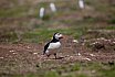 Puffins