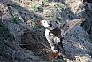 Puffins