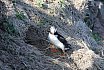 Puffins