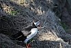 Puffins