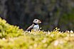 Puffins