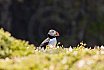 Puffins