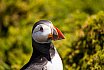 Puffins