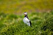 Puffins