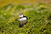 Puffins