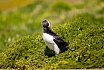 Puffins