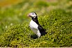 Puffins