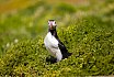 Puffins