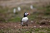 Puffins