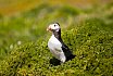 Puffins