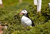 Puffins
