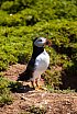 Puffins