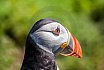 Puffins