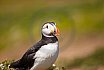 Puffins