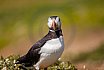 Puffins