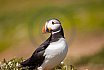 Puffins
