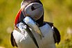 Puffins