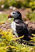 Puffins