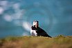 Puffins
