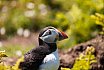 Puffins