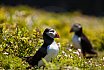 Puffins