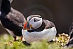 Puffins