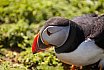 Puffins