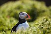 Puffins