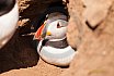 Puffins