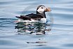 Puffins Swimming
