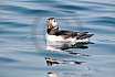 Puffins Swimming