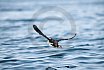 Puffins Swimming