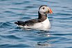 Puffins Swimming