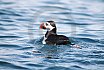 Puffins Swimming