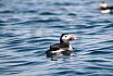 Puffins Swimming