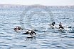 Puffins Swimming