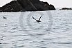 Puffins Swimming