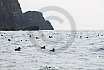 Puffins Swimming