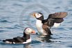 Puffins Swimming