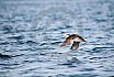 Puffins Swimming
