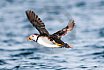 Puffins Swimming
