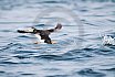 Puffins Swimming