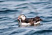 Puffins Swimming