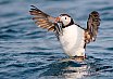 Puffins Swimming