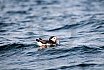 Puffins Swimming