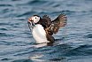 Puffins Swimming