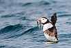 Puffins Swimming